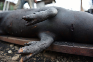 Slaughtered pig. Burned pig prepared for traditional butchering