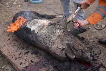 Slaughter burn the pig hair off with a gas burner
