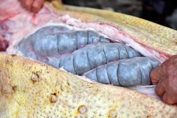 Slaughterman cutting off the chitterlings of a pig