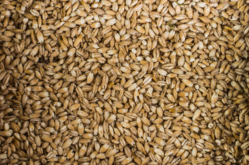 Background of Wheat. Harvest. Close-up. Top view