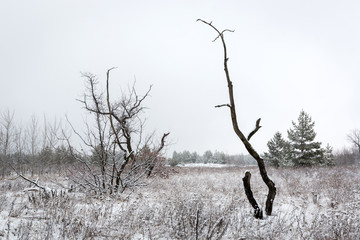 Obraz premium old tree on winter meadow
