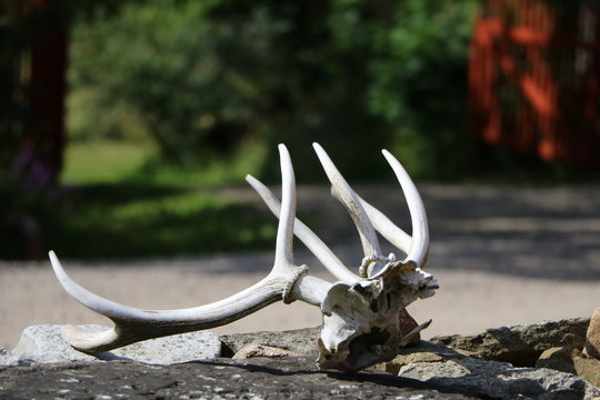 Deer antler in Sweden, Scandinavia 