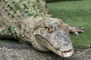 Crocodile