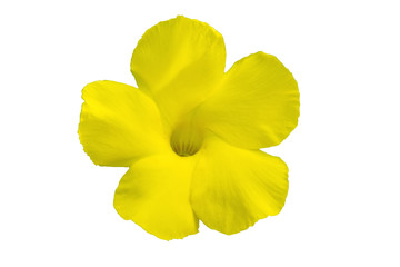 Close up Allamanda yellow flower on white background.Saved with clipping path.