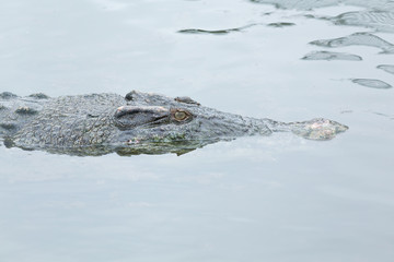 Swimming Crocodile