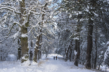 Couple walking in snowy forest