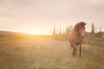 Icelandic Horse Sunset in a field