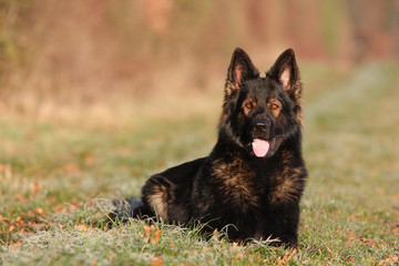 Dark sable germanshepherd dog male lying