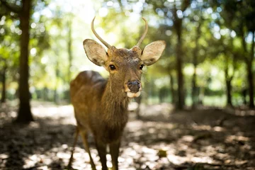 Crédence de cuisine en verre imprimé Cerf Petit chevreuil