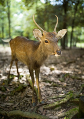 Roe deer