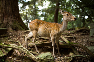 White tailed deer