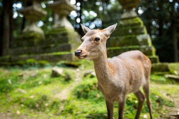 Naklejka na ściany i meble Japanese deer