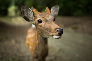 Close up deer