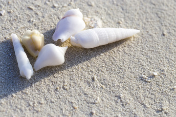 Shells lie on white sand on the seashore.