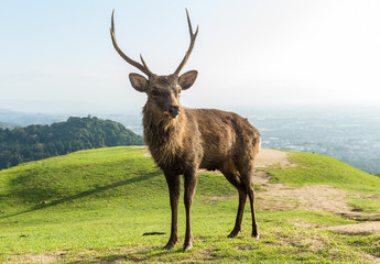 Red Stag Deer standing on mountain