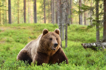 European brown bear resting in forest