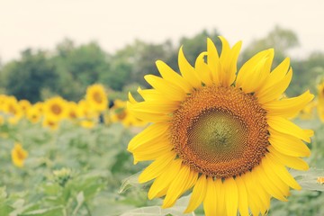 Sunflowers field at beautiful in the garden.