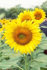 Sunflowers field at beautiful in the garden.