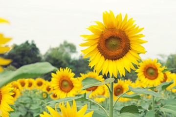 Fototapeta premium Sunflowers field at beautiful in the garden.