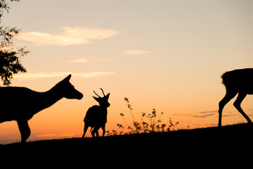 Fototapeta na wymiar Group of Deer with beautiful sky