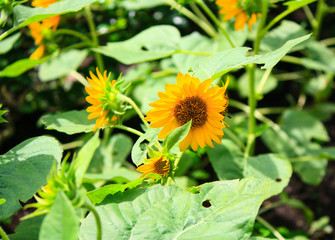 blooming sunflower on the field on sunny day