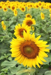 Naklejka premium Sunflowers field at beautiful in the garden.