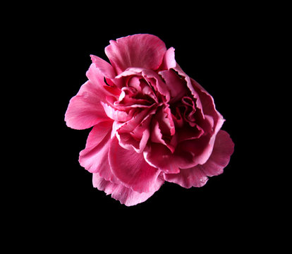 Fototapeta Beautiful pink carnation flower on black background