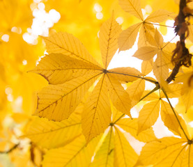 Naklejka na ściany i meble the leaves on the tree in nature in autumn