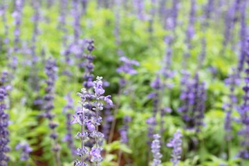 Purple salvia flowers at beautiful in garden.