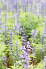 Purple salvia flowers at beautiful in garden.