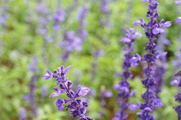 Purple salvia flowers at beautiful in garden.