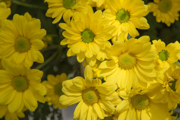 Beautiful Yellow flower gerbera plant in the garden.