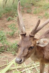 sika deer in the nature
