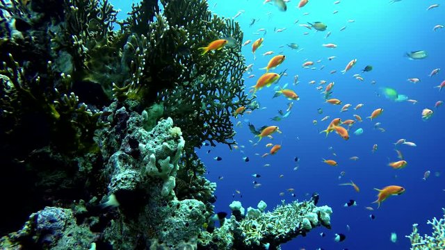 Life in the ocean. Tropical fish and coral reefs. Beautiful corals. Underwater life in the ocean.  Minimal video processing. Natural environmental conditions.

