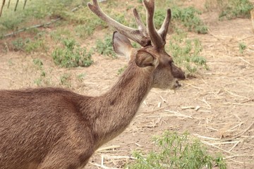 sika deer in the nature