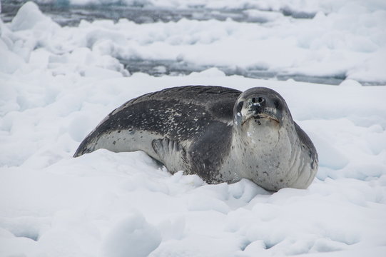 Leopard seal (Hydrurga leptonyx), Enterprise Island, Antarctica 