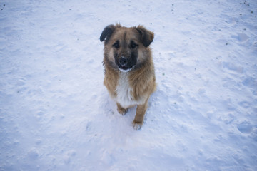 Naklejka premium A street dog sits in the snow and asking for food