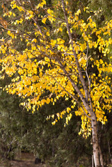 yellow leaves on the autumn nature