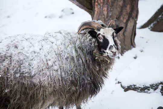 An animal portrait of a beautiful sheep with a snow in wool.