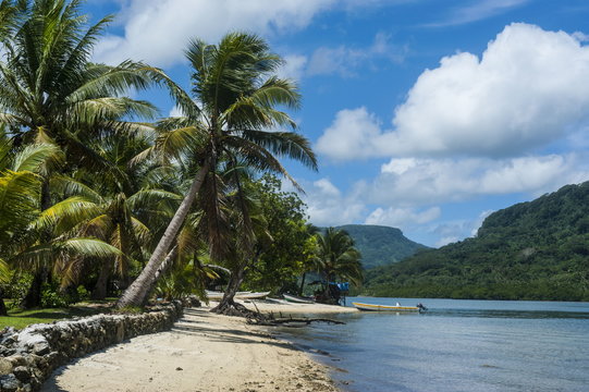 White sand beach with palm trees, Pohnpei (Ponape), Federated States of Micronesia, Caroline Islands, Central Pacific 