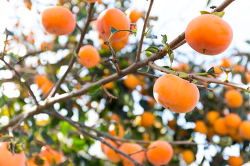 Persimmon fruit on tree