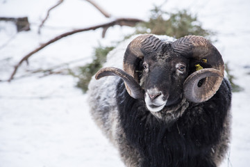 An animal portrait of a beautiful sheep with a snow in wool.