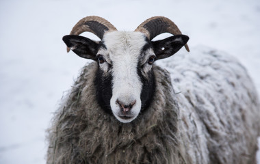 Naklejka premium An animal portrait of a beautiful sheep with a snow in wool.