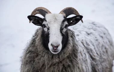Abwaschbare Fototapete Schaf An animal portrait of a beautiful sheep with a snow in wool.