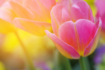 Tulips in morning sunlight, sweet soft  blurry flower background