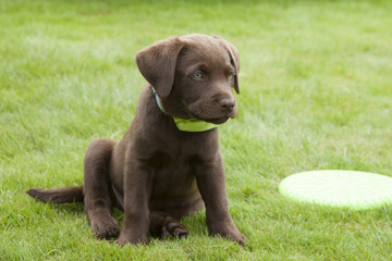 sweet brown labrador puppy playing