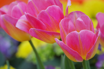 Tulips, colorful flower background.