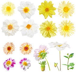Georgina (Dahlia) flowers and yellow daisy flowers. Set of white and yellow garden flowers isolated on white background. 