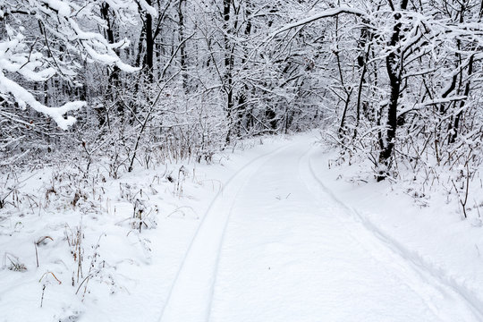 Fototapeta [athway in winter forest