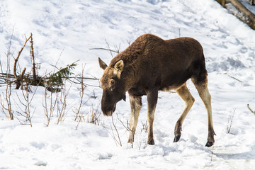 Fototapeta premium An animal portrait of an European moose in the winter in a forest.